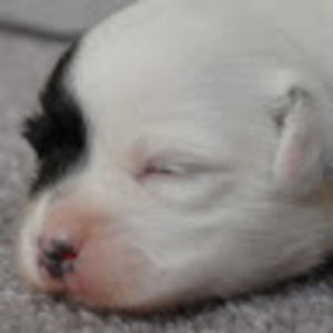 Meet your Posher, Gregory